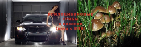 гашик Дмитров